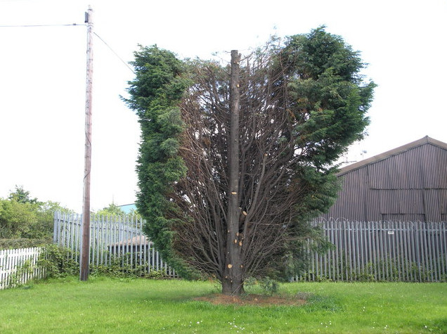 bad pruning of a tree Llanbradach