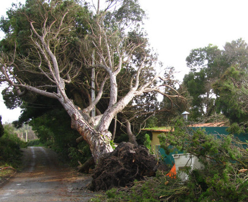 emergency tree removal Shirenewton tree uprooted after storm