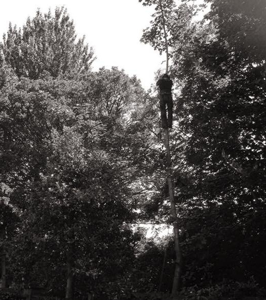 tree crown reduction Hollybush